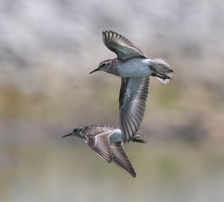 Least Sandpiper - ML638911353
