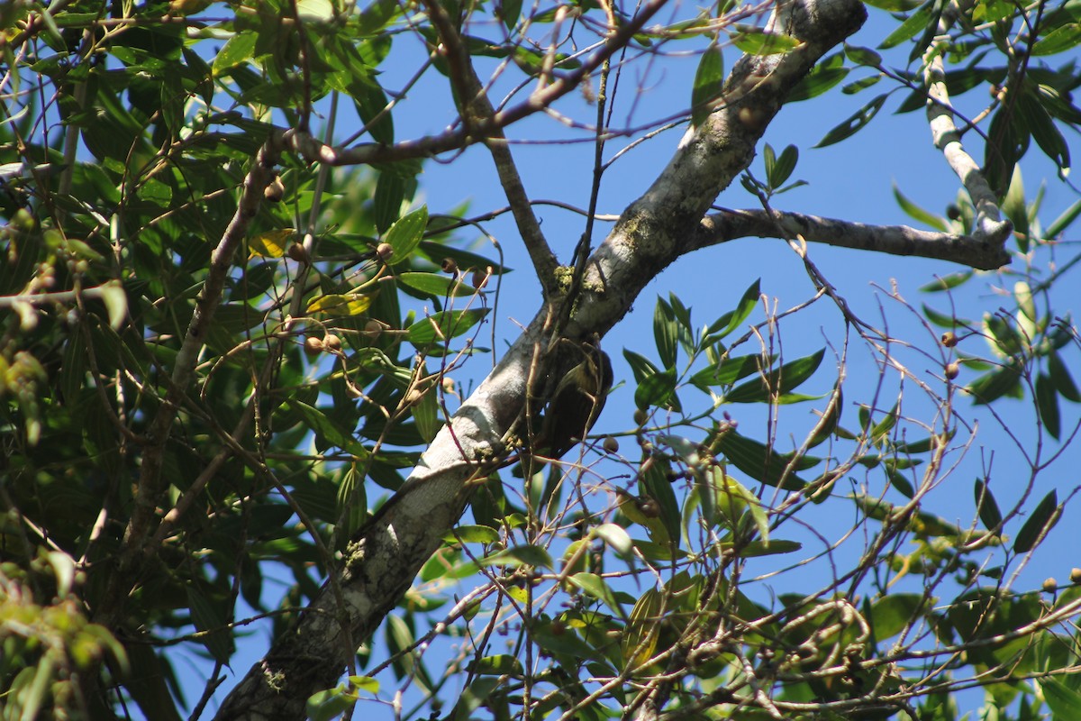 Sharp-billed Treehunter - ML638911358