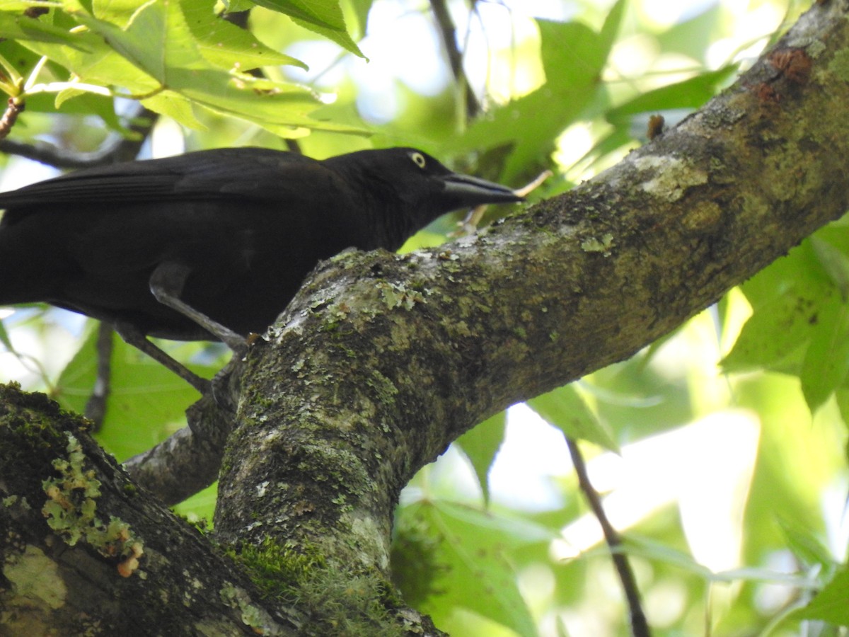 Common Grackle - ML638911365