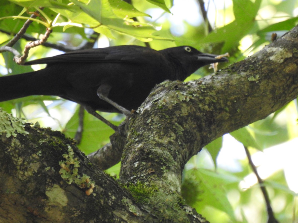 Common Grackle - ML638911366