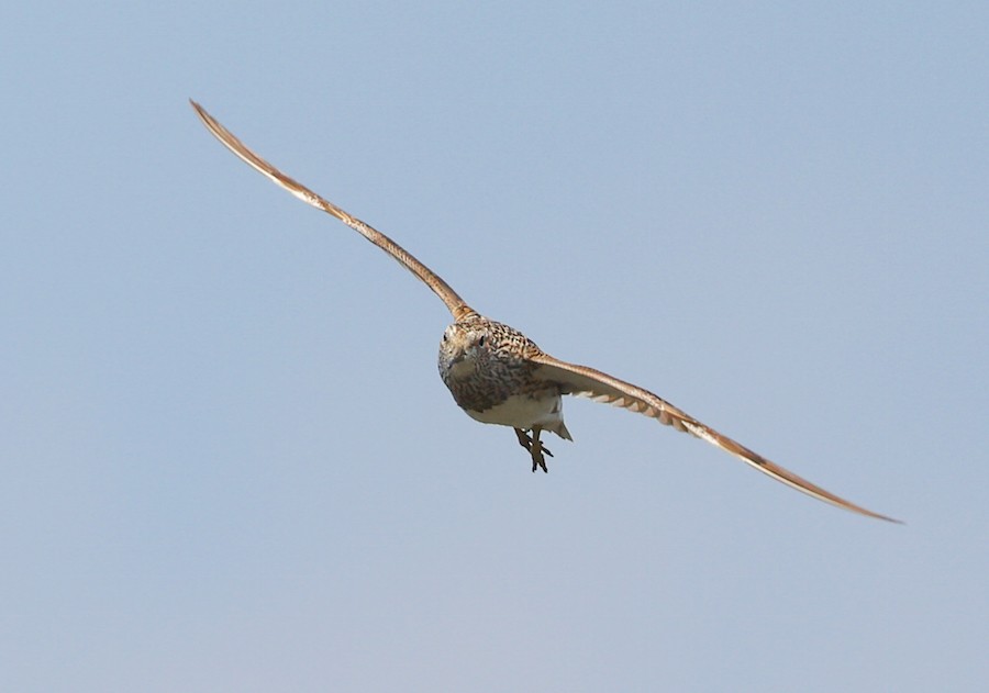 Graubrust-Strandläufer - ML638911368