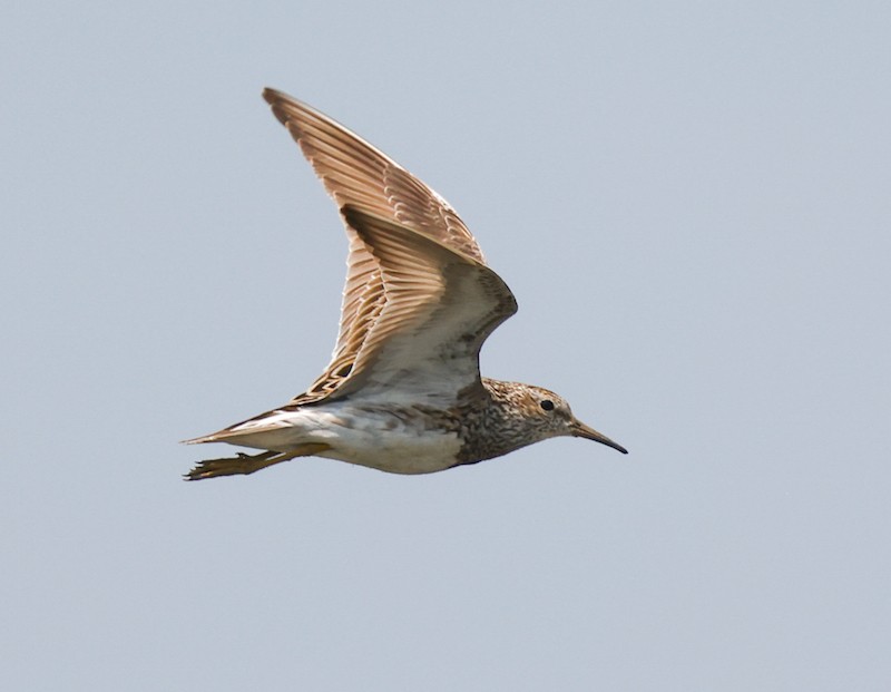 Graubrust-Strandläufer - ML638911369
