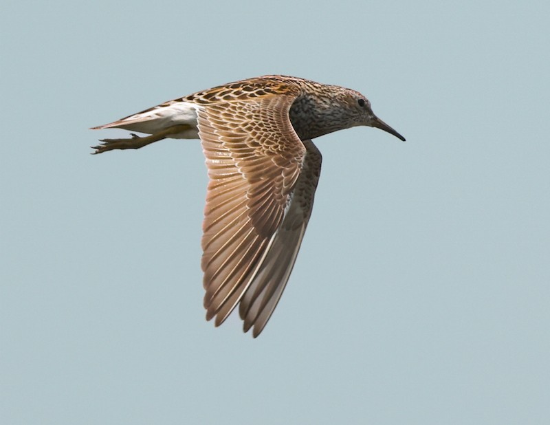 Graubrust-Strandläufer - ML638911371