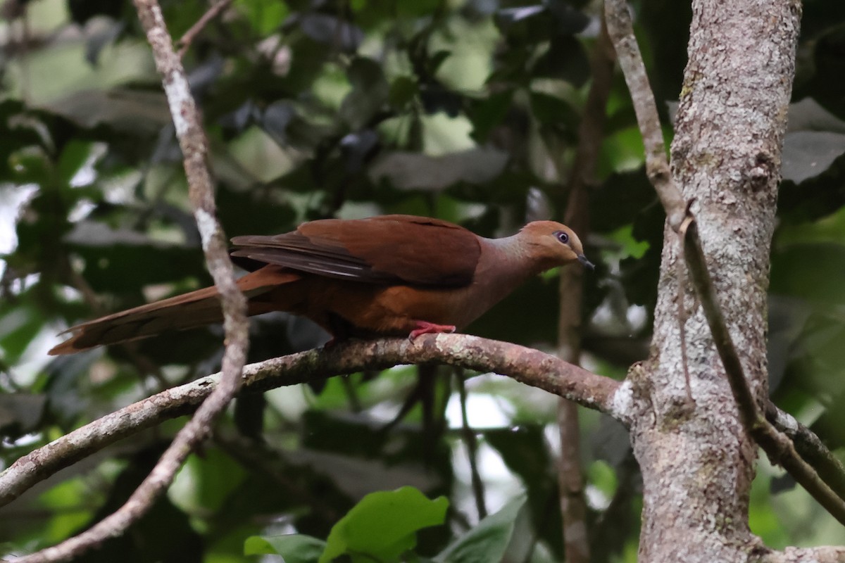 Amboyna Cuckoo-Dove - ML638911401