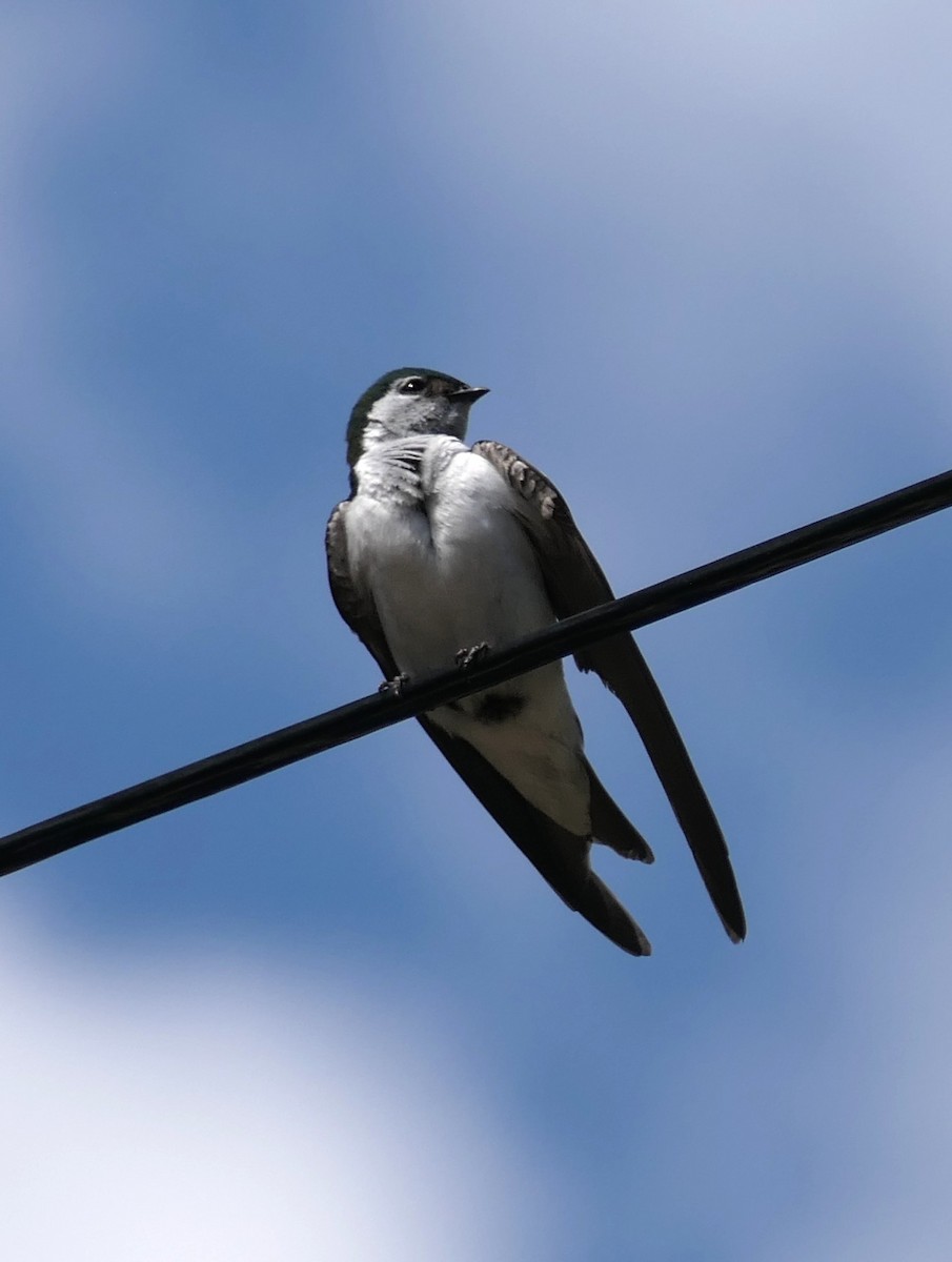 Violet-green Swallow - ML638911405