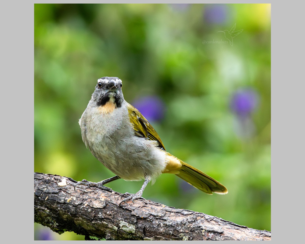 Buff-throated Saltator - ML638911410