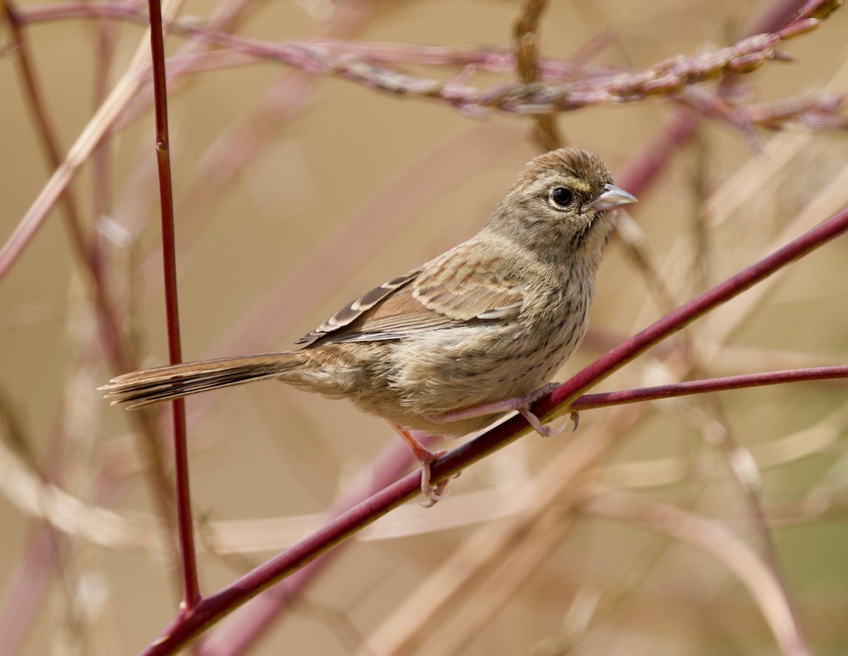 Rufous-crowned Sparrow - ML638911413