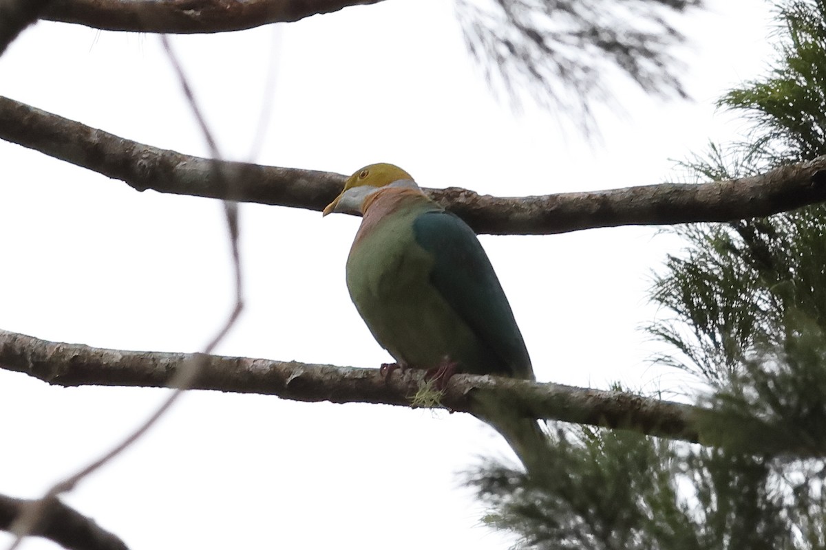 Pink-spotted Fruit-Dove - ML638911414