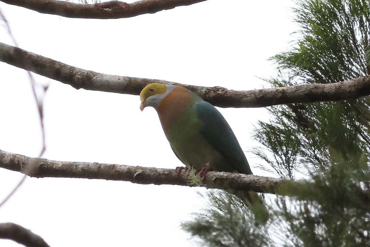Pink-spotted Fruit-Dove - ML638911415