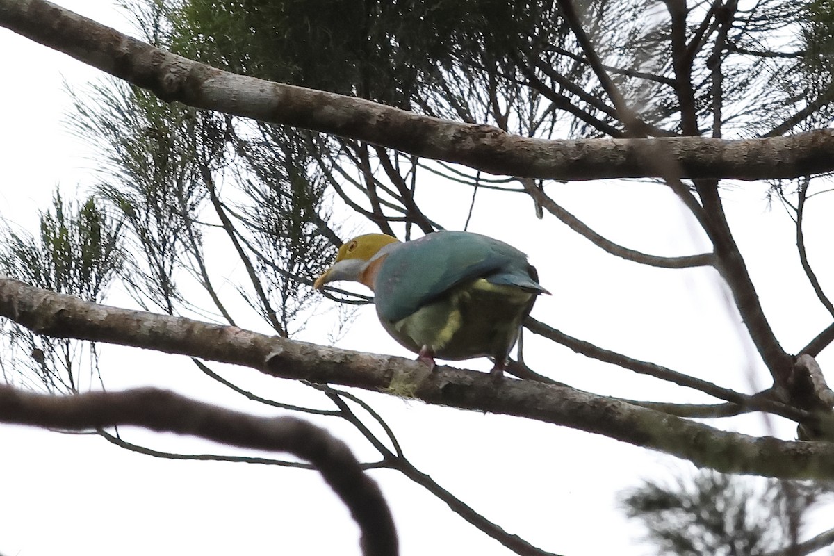 Pink-spotted Fruit-Dove - ML638911416