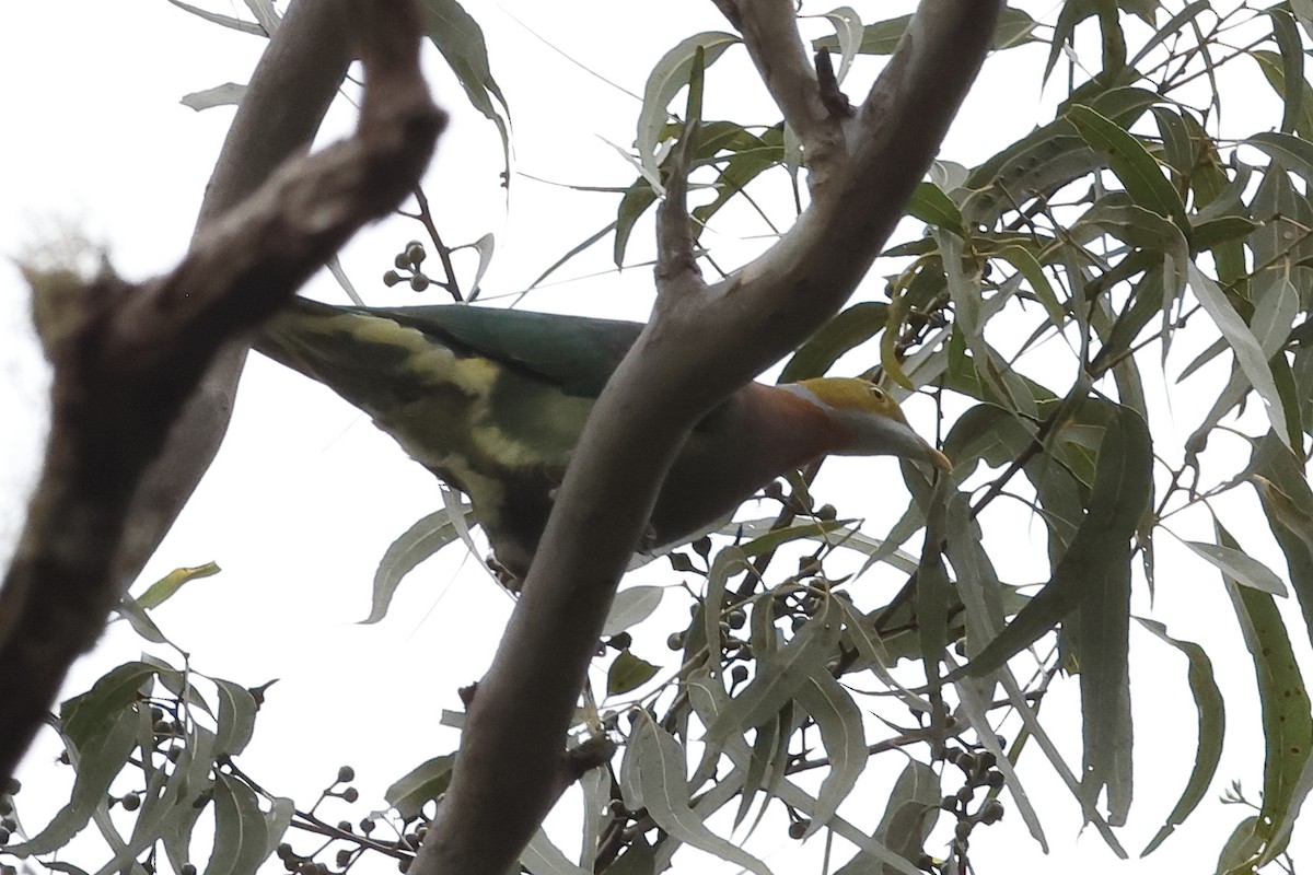 Pink-spotted Fruit-Dove - ML638911417