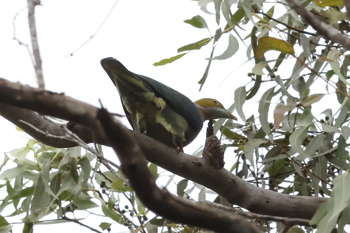 Pink-spotted Fruit-Dove - ML638911418
