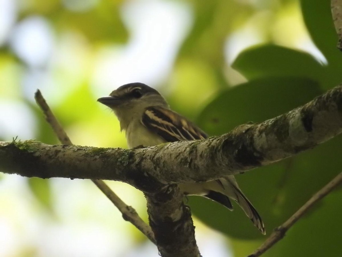 Slaty-capped Flycatcher - ML638911420