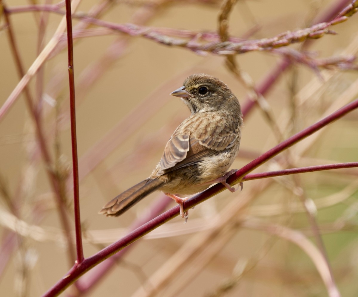Rufous-crowned Sparrow - ML638911421