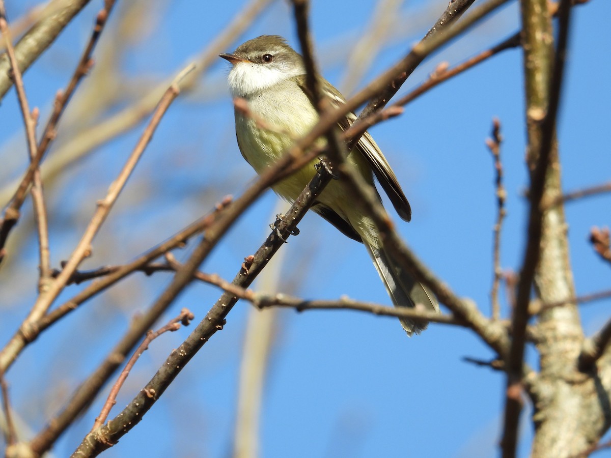 White-throated Tyrannulet - ML638911428