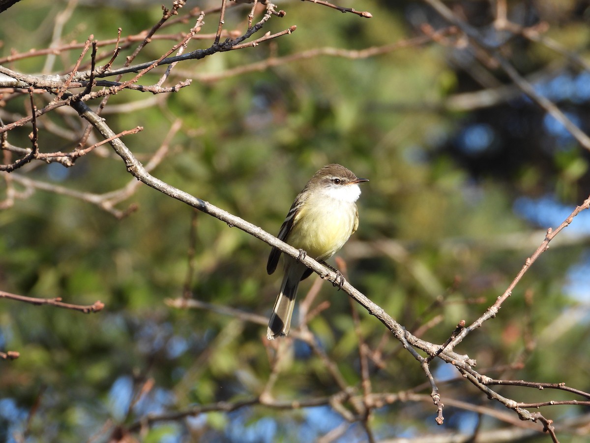 White-throated Tyrannulet - ML638911429