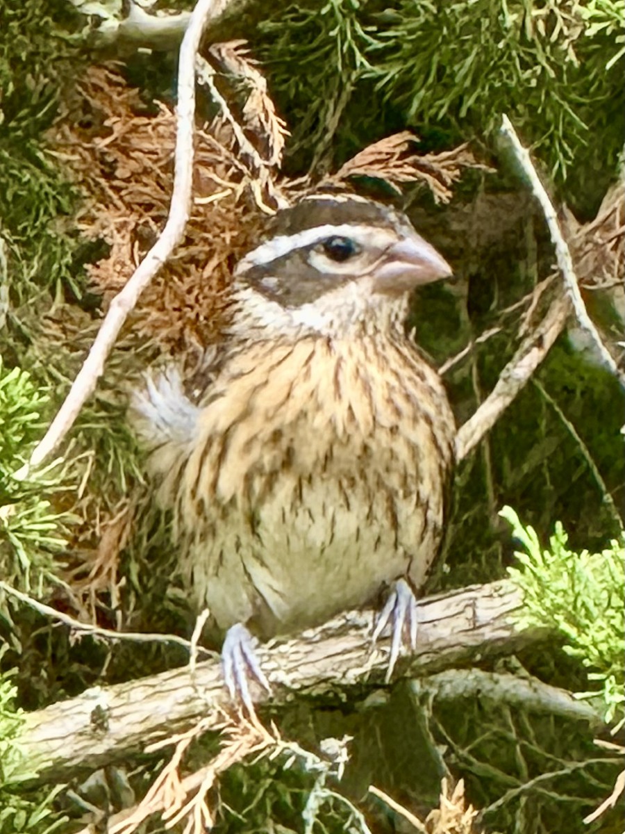 Rose-breasted Grosbeak - ML638911433