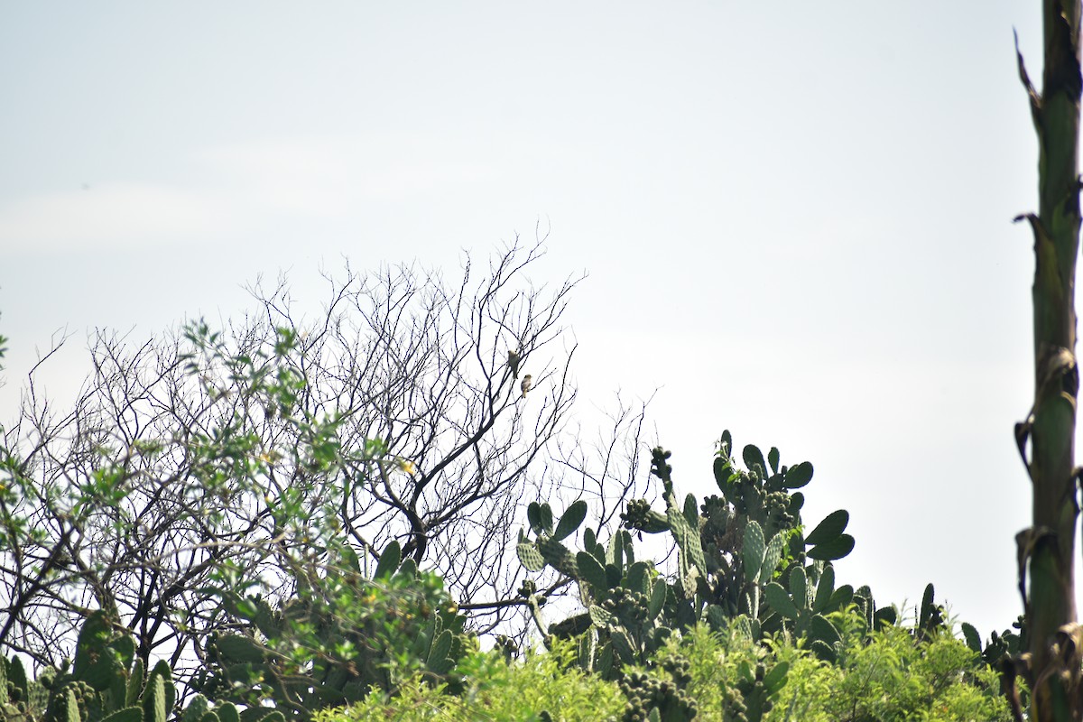 new world oriole sp. - ML638911435