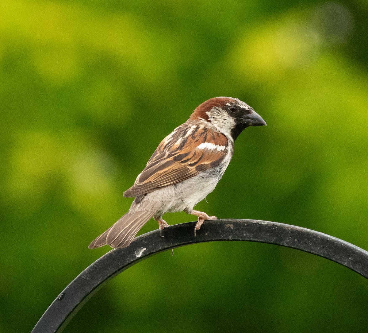 House Sparrow - ML638911461