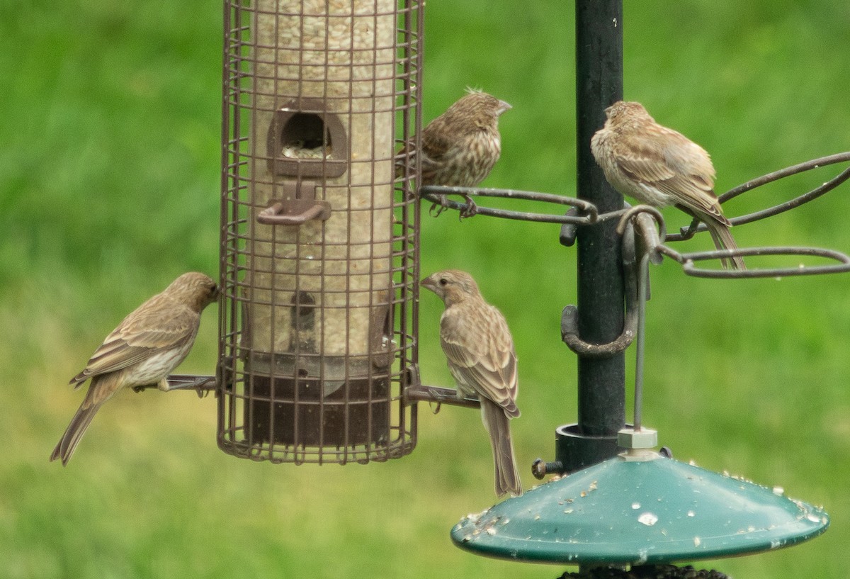 House Finch - ML638911468