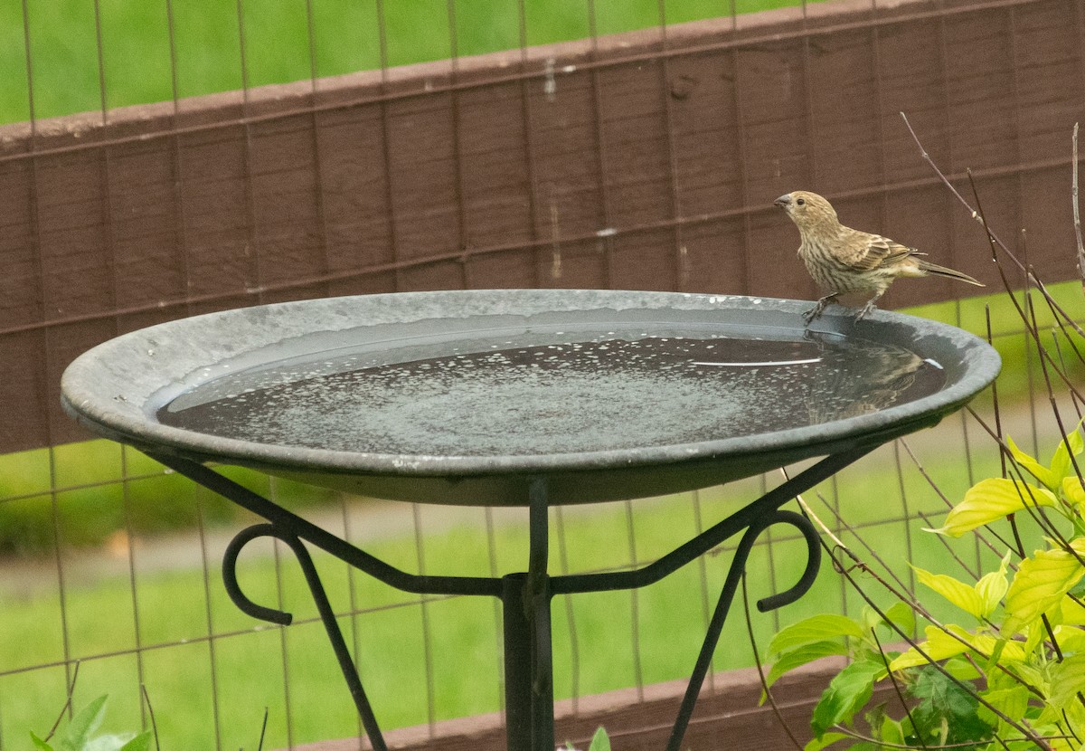 House Finch - ML638911470