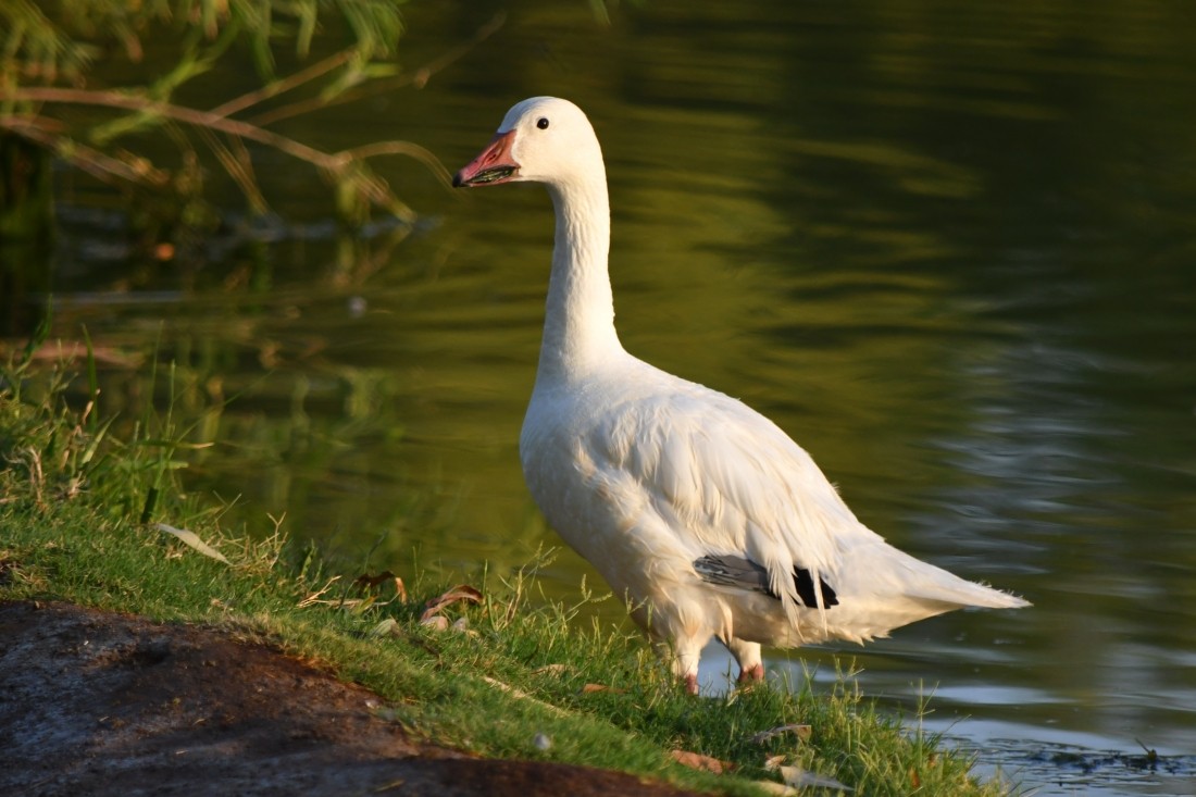 Snow Goose - ML638911471