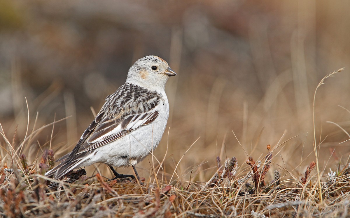 Snow Bunting - Christoph Moning