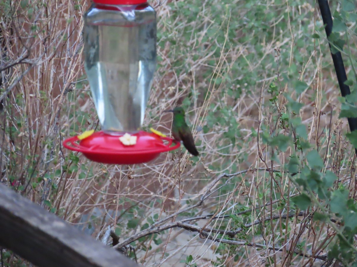 Berylline Hummingbird - ML638911519