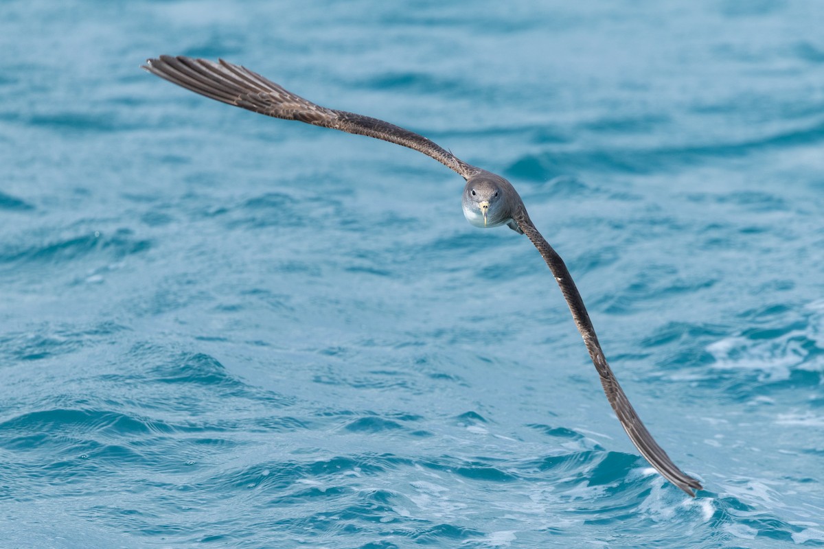 Scopoli's Shearwater - ML638911554