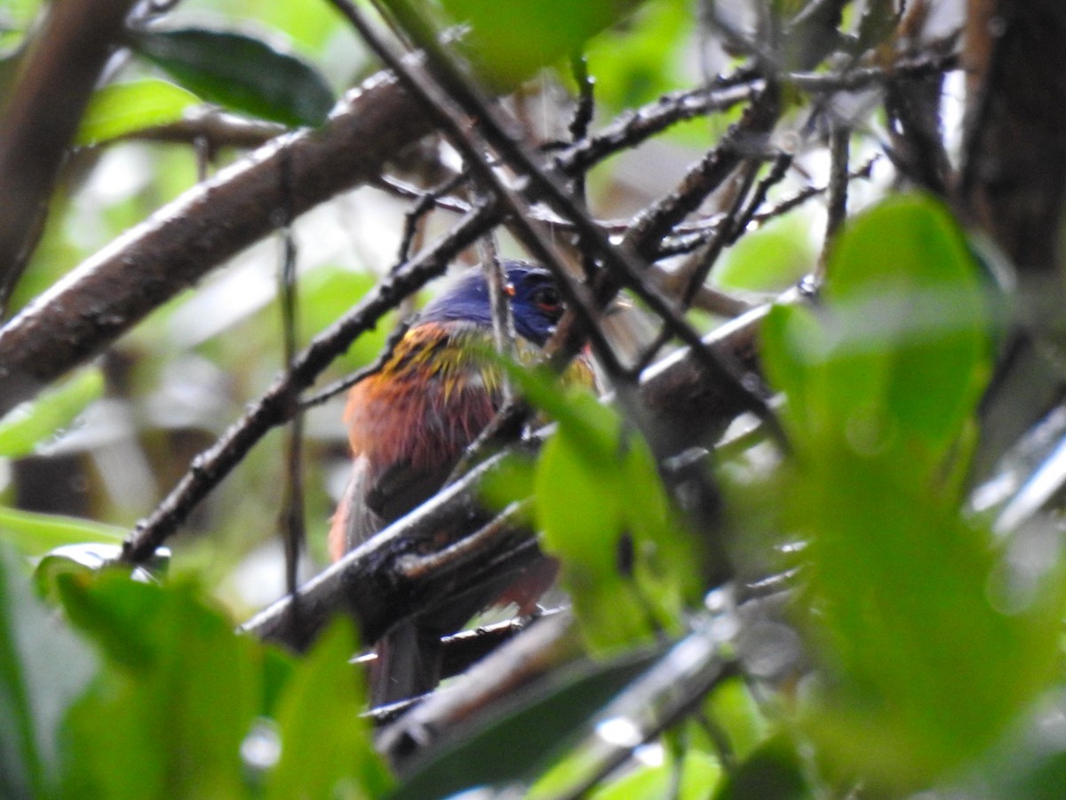 Painted Bunting - ML638911555