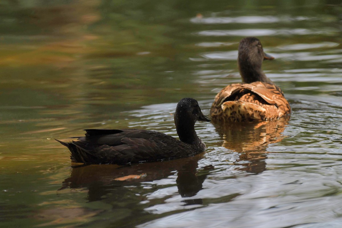 Mallard - ML638911604