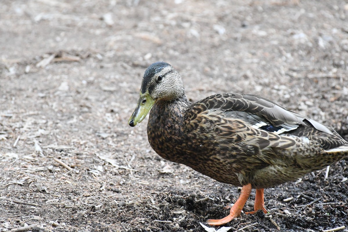 Mallard - ML638911606