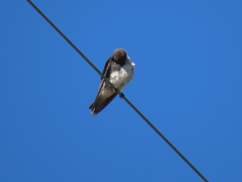 Tree Swallow - ML638911607