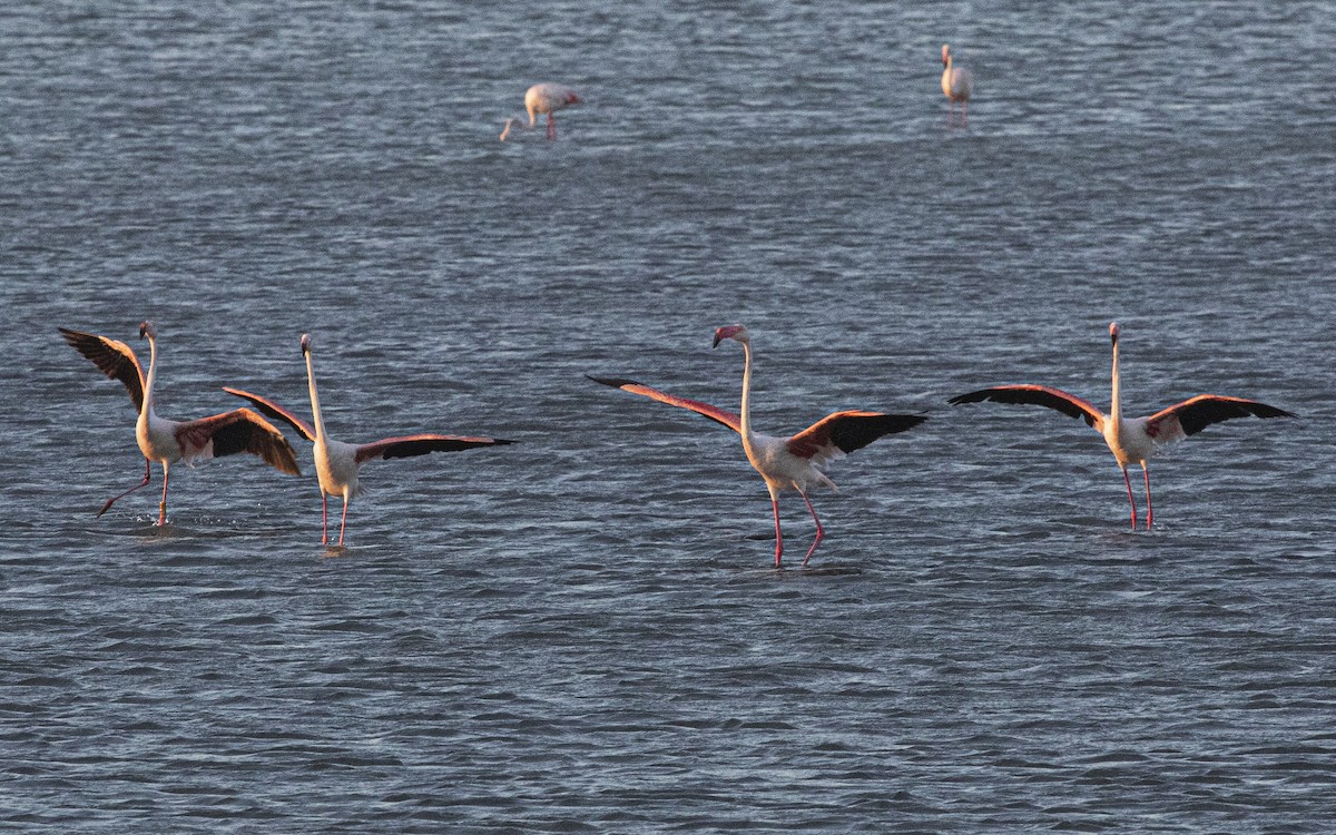 Greater Flamingo - ML638911614