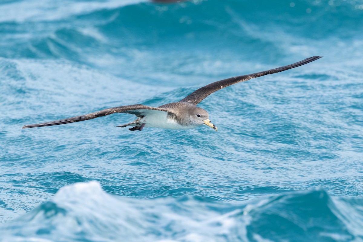 Scopoli's Shearwater - ML638911624