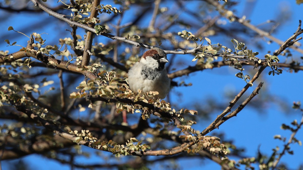 House Sparrow - ML638911629