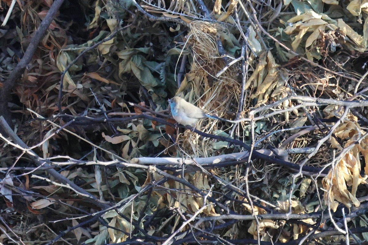 Southern Cordonbleu - ML638911632