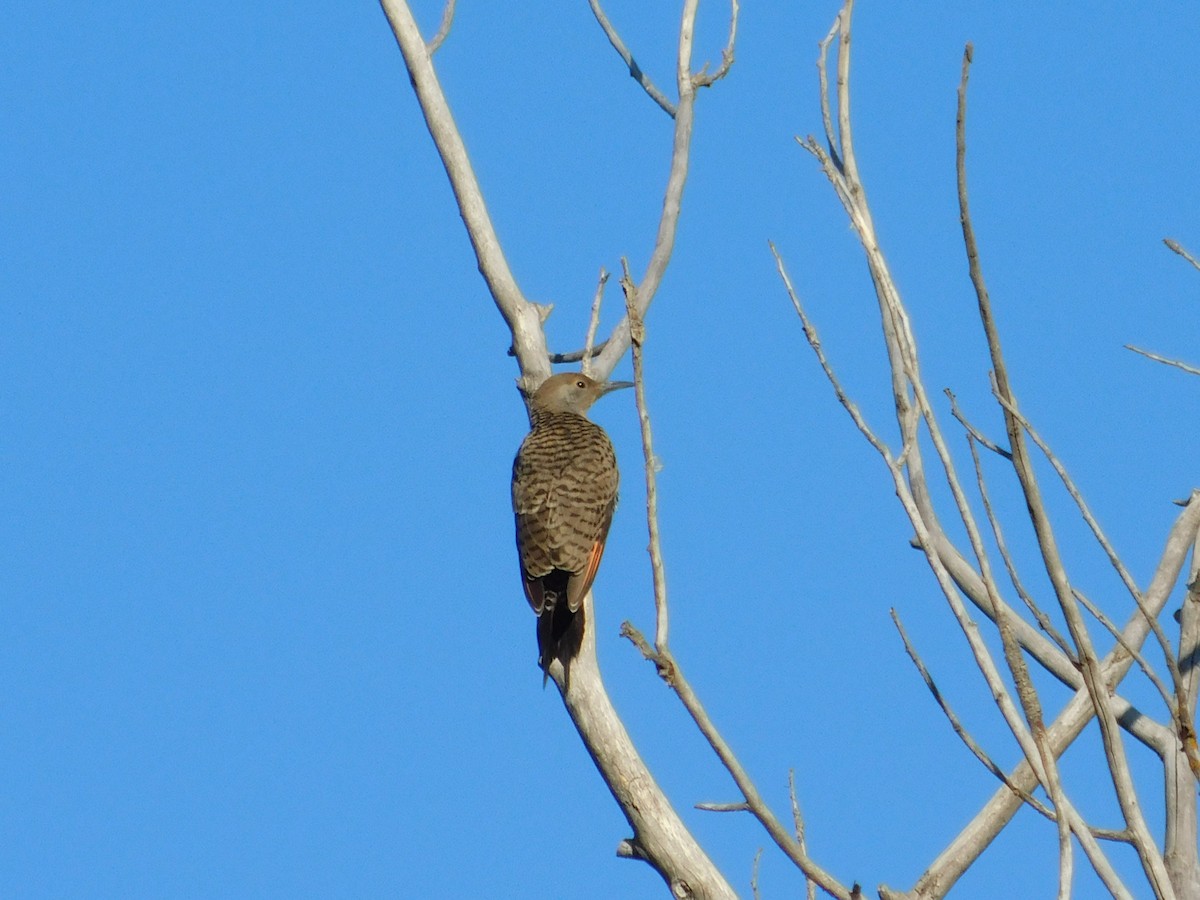 Northern Flicker - ML638911647