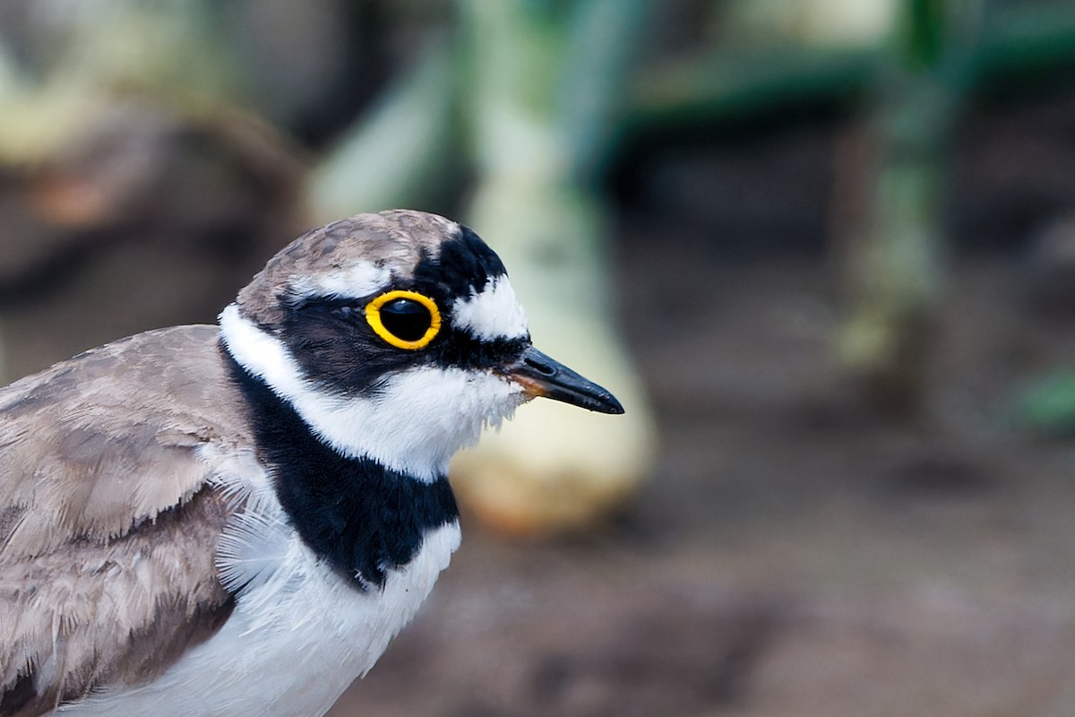 Little Ringed Plover - ML638911649