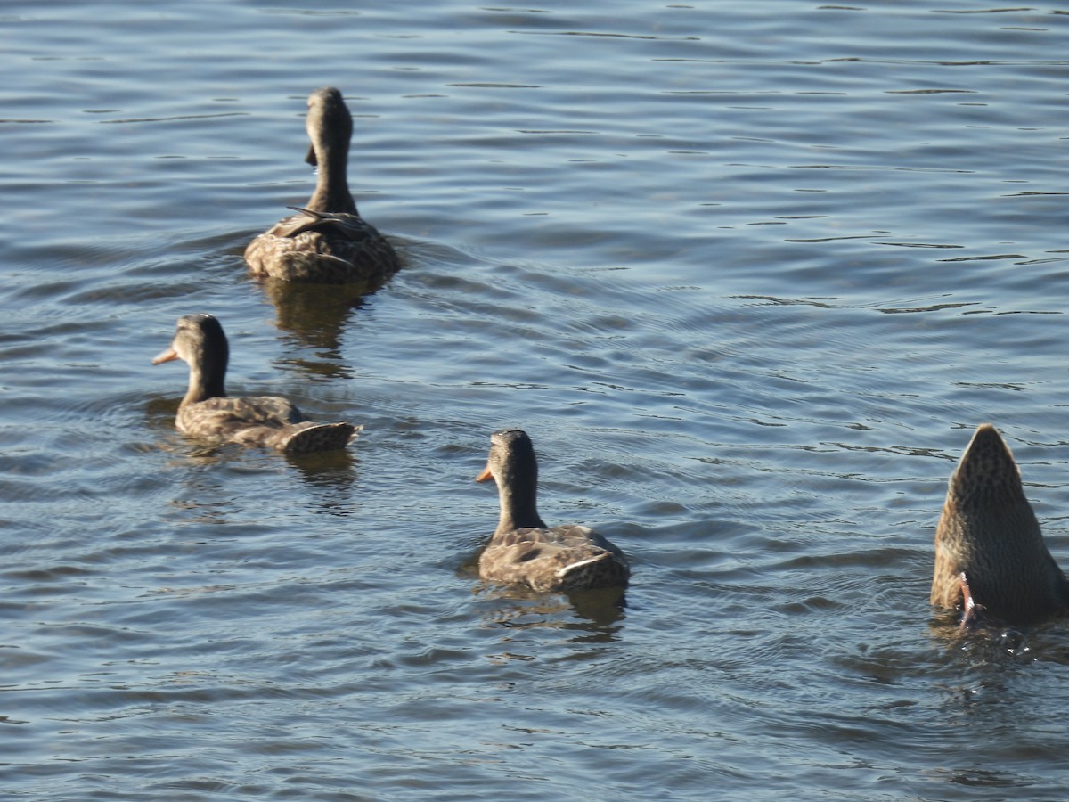 Mallard - ML638911666