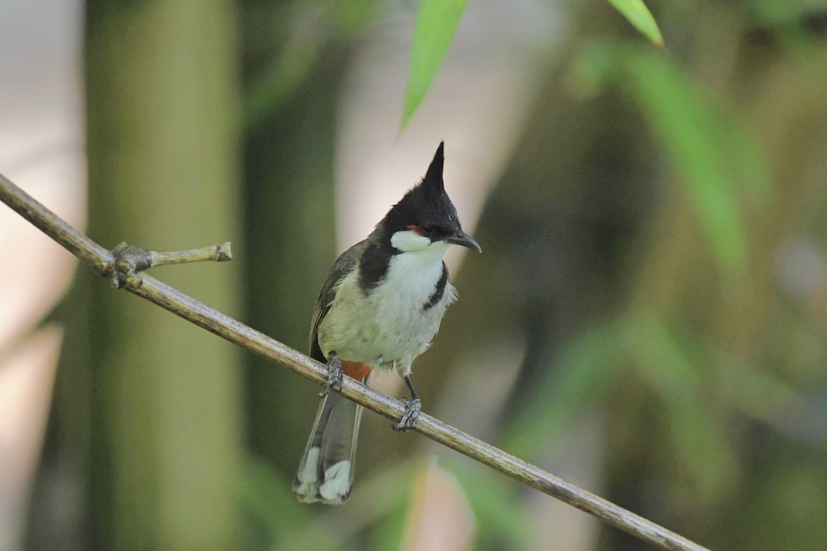 Red-whiskered Bulbul - ML638911672