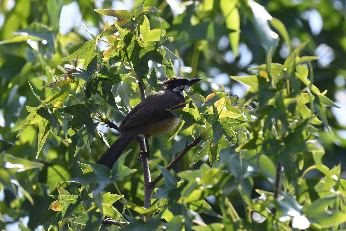 Red-whiskered Bulbul - ML638911673