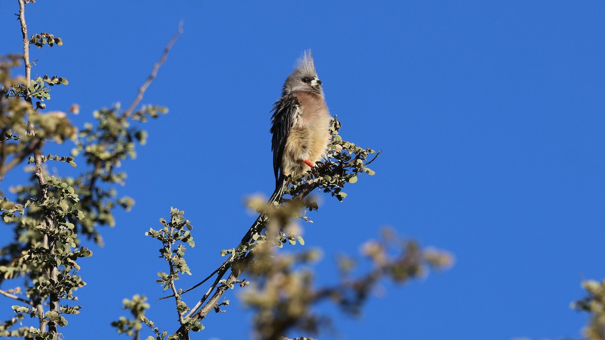 White-backed Mousebird - ML638911675