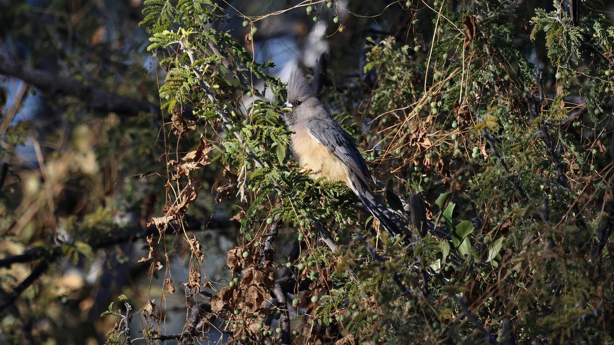 White-backed Mousebird - ML638911676