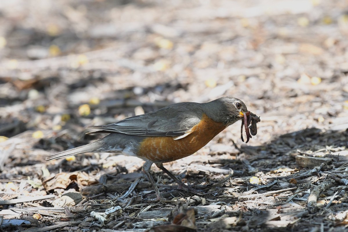 American Robin - ML638911677