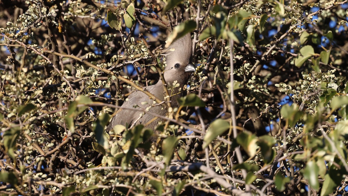 Gray Go-away-bird - ML638911678