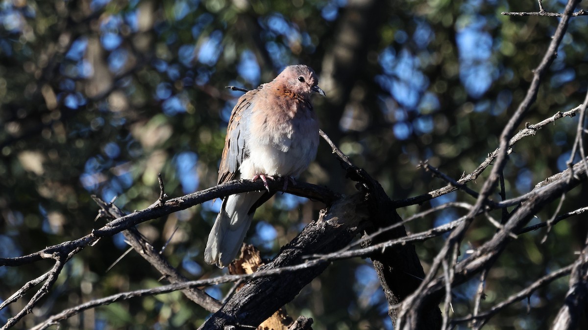 Laughing Dove - ML638911681