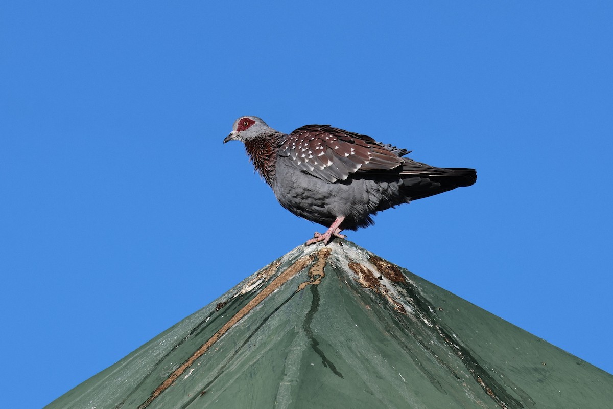 Speckled Pigeon - ML638911682