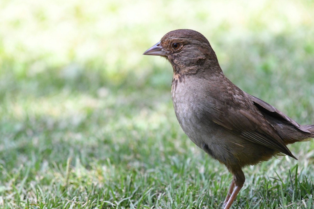 California Towhee - ML638911683