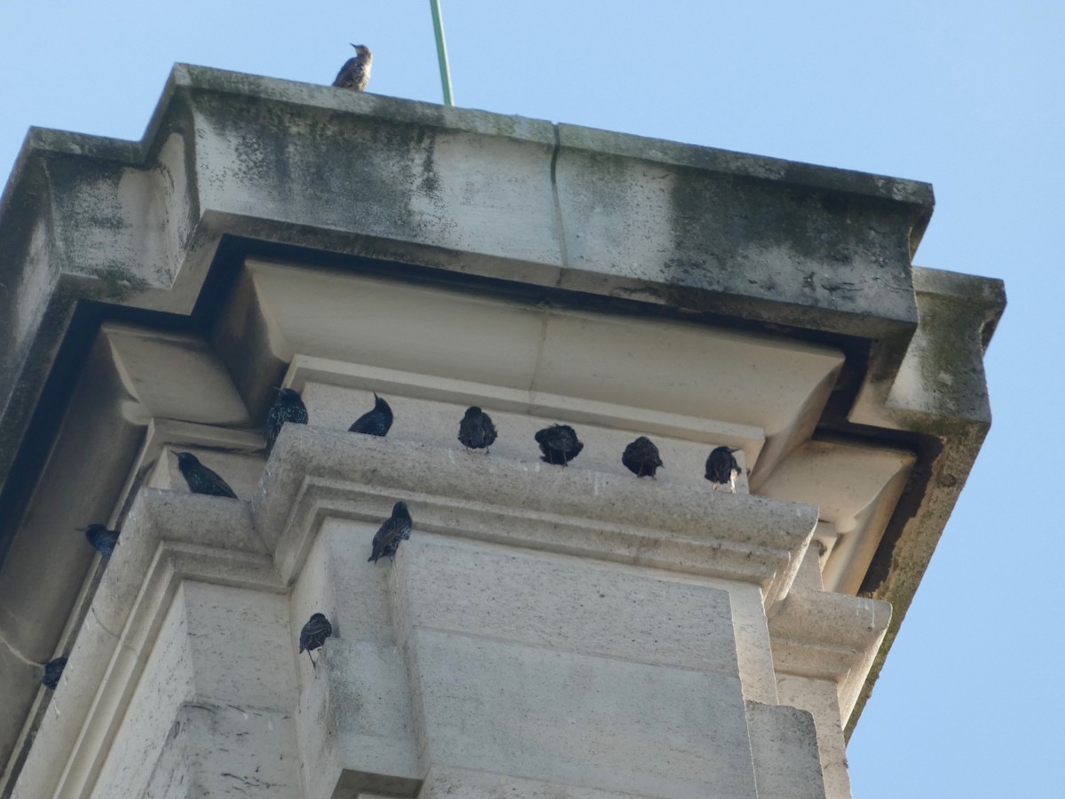 European Starling - ML638911684